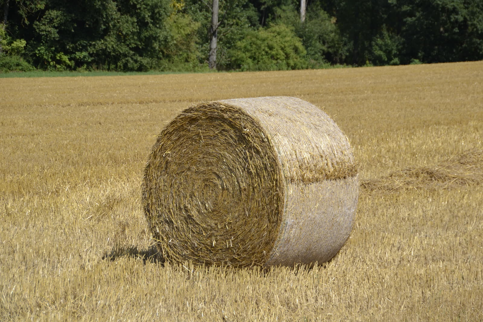 A single golden round hay bale in a harvested field