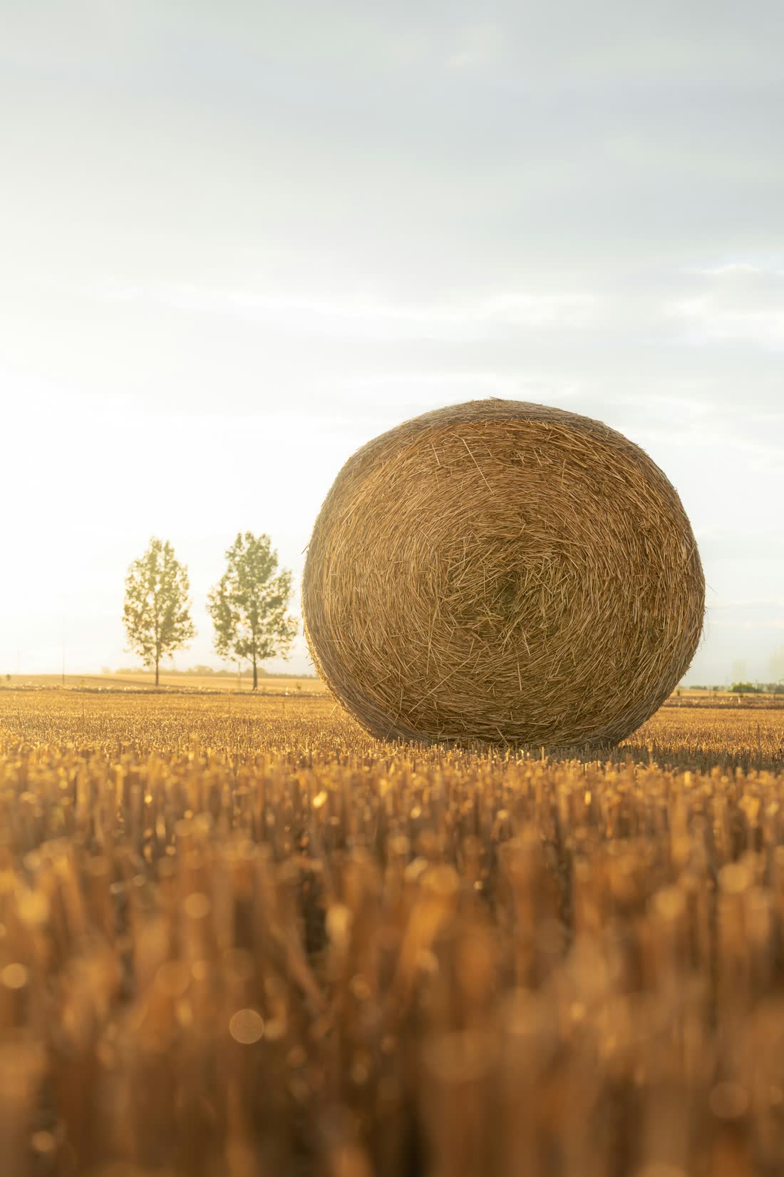 A single round hay bale in golden-hour light