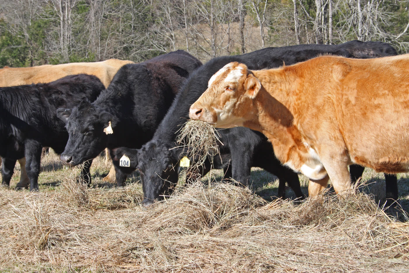 Cattle feeding on hay in a pasture