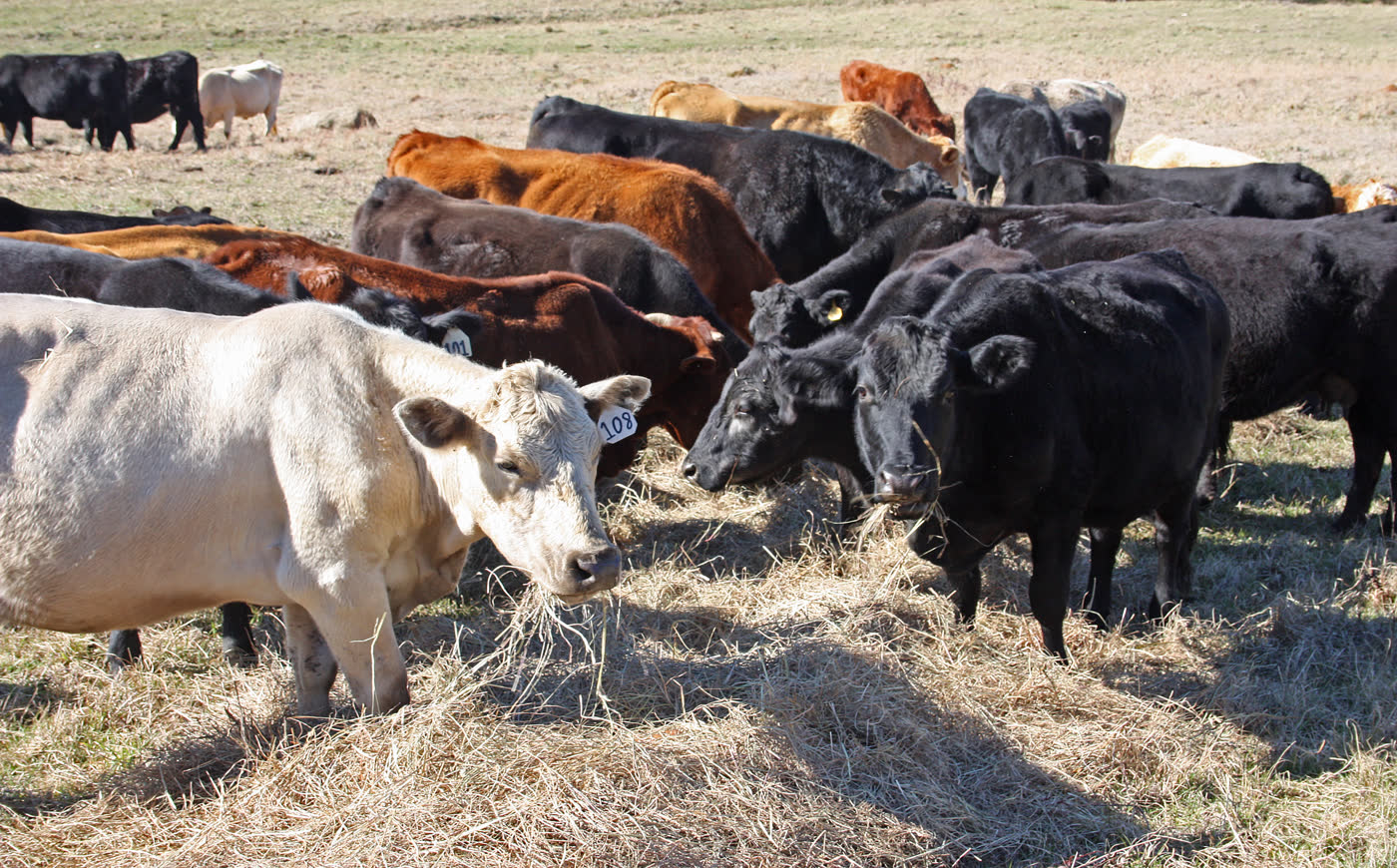 Close view of cattle eating hay