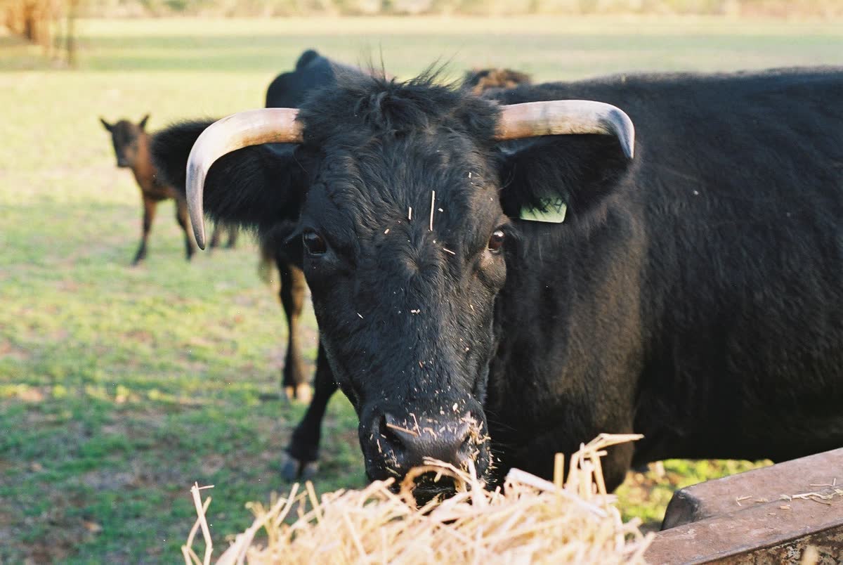 A cow eating hay from a wooden feeder