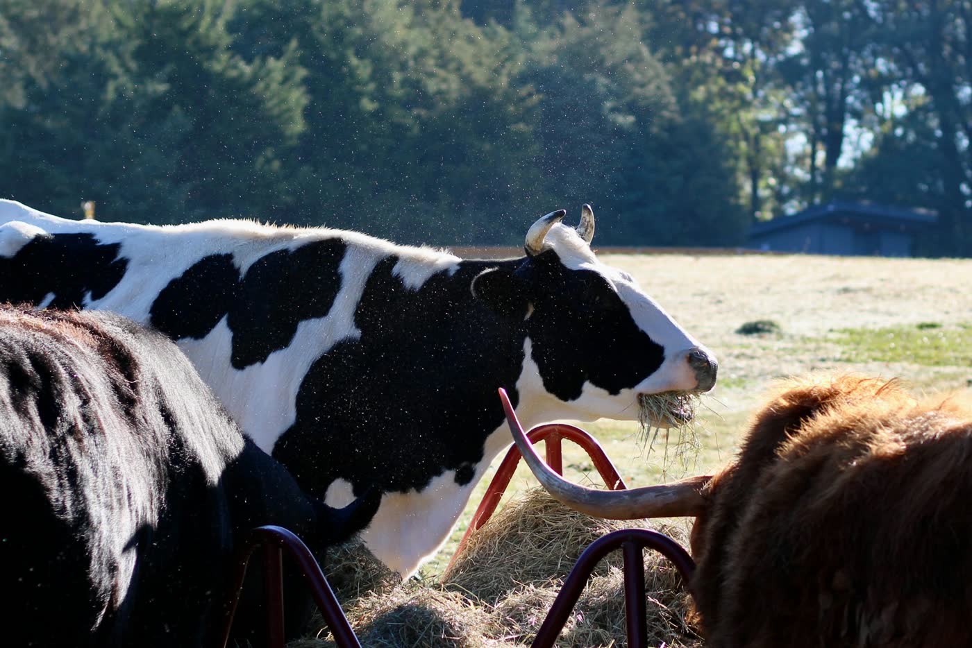 Cattle eating hay from a round-bale feeder