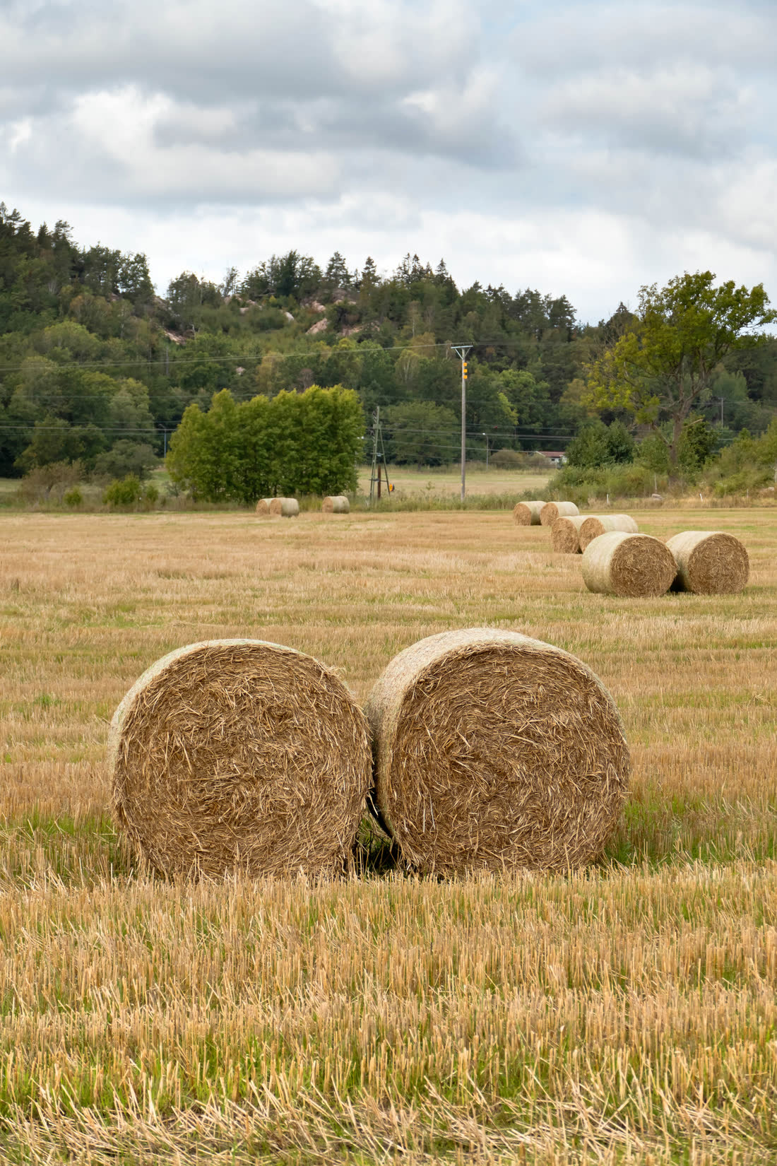 Round hay bales in a harvested field under a quiet sky
