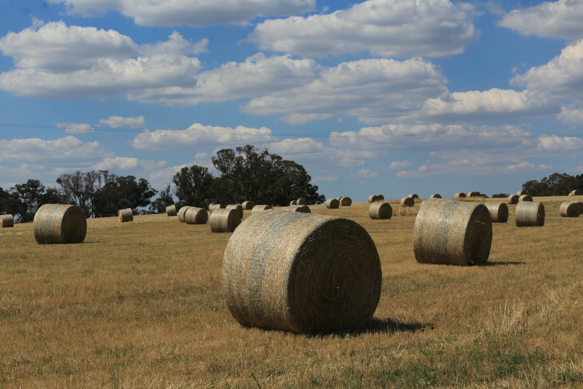 Round hay bales scattered across a dry harvested field, the kind we haul around Edmonton and Leduc, Alberta