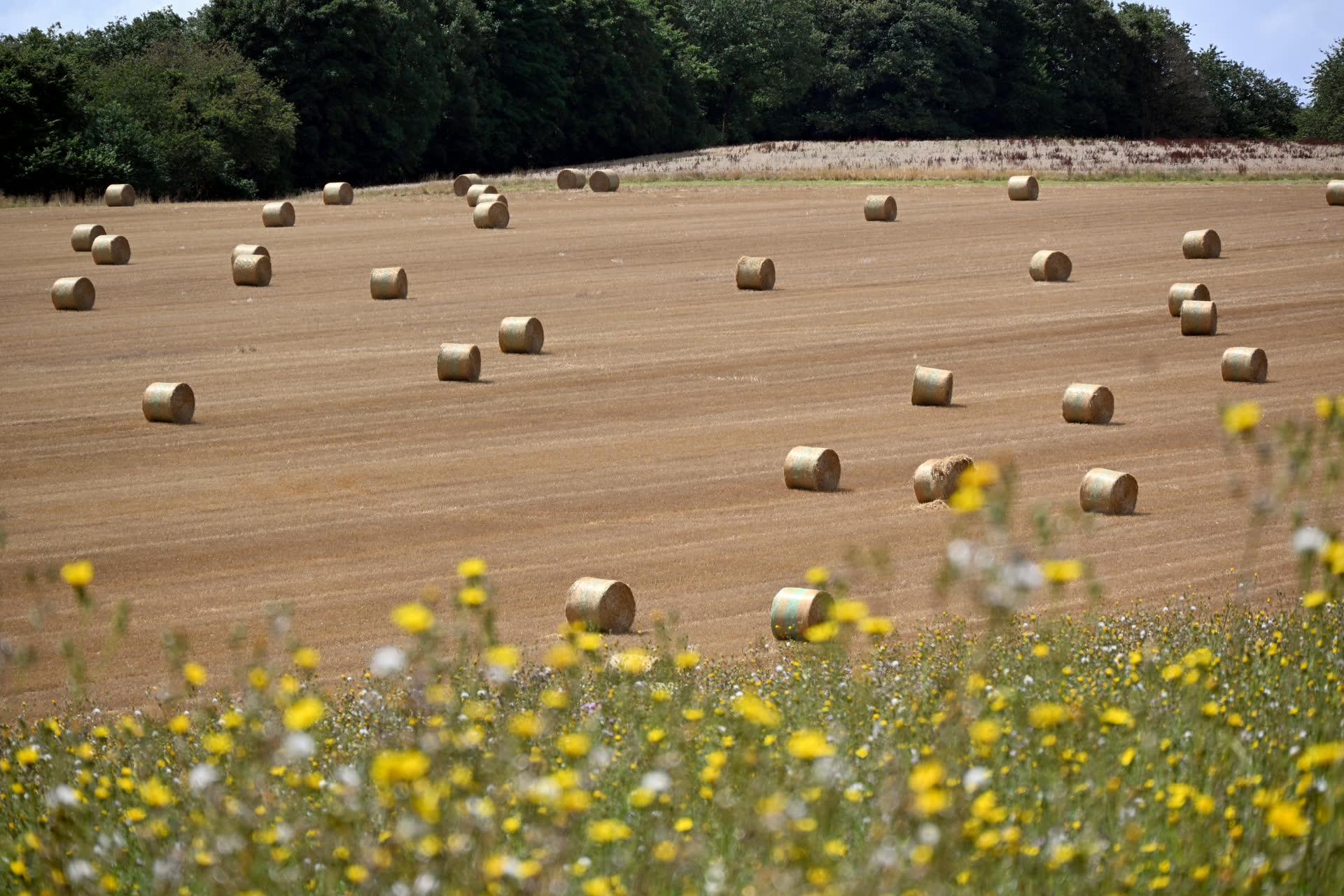 Field of round hay bales after a cut — typical pickup for hay delivery in the Edmonton–Camrose corridor