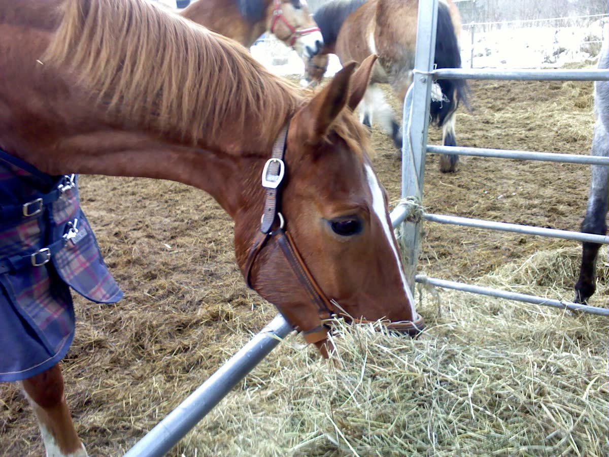A horse eating hay in a winter paddock — why late-season delivery matters