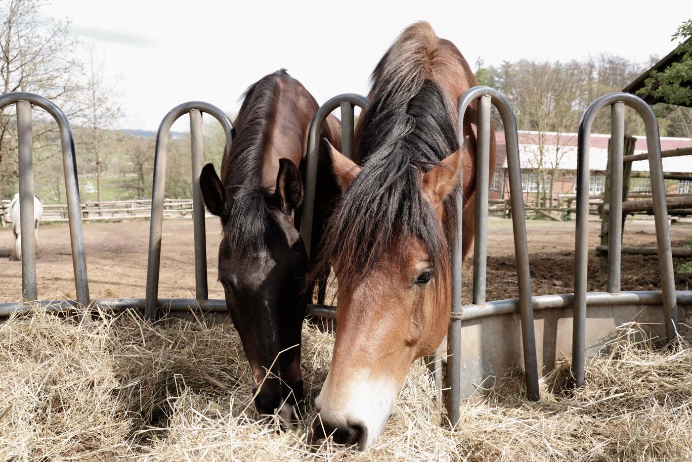 Two horses eating hay from a round-bale feeder — the reason we haul
