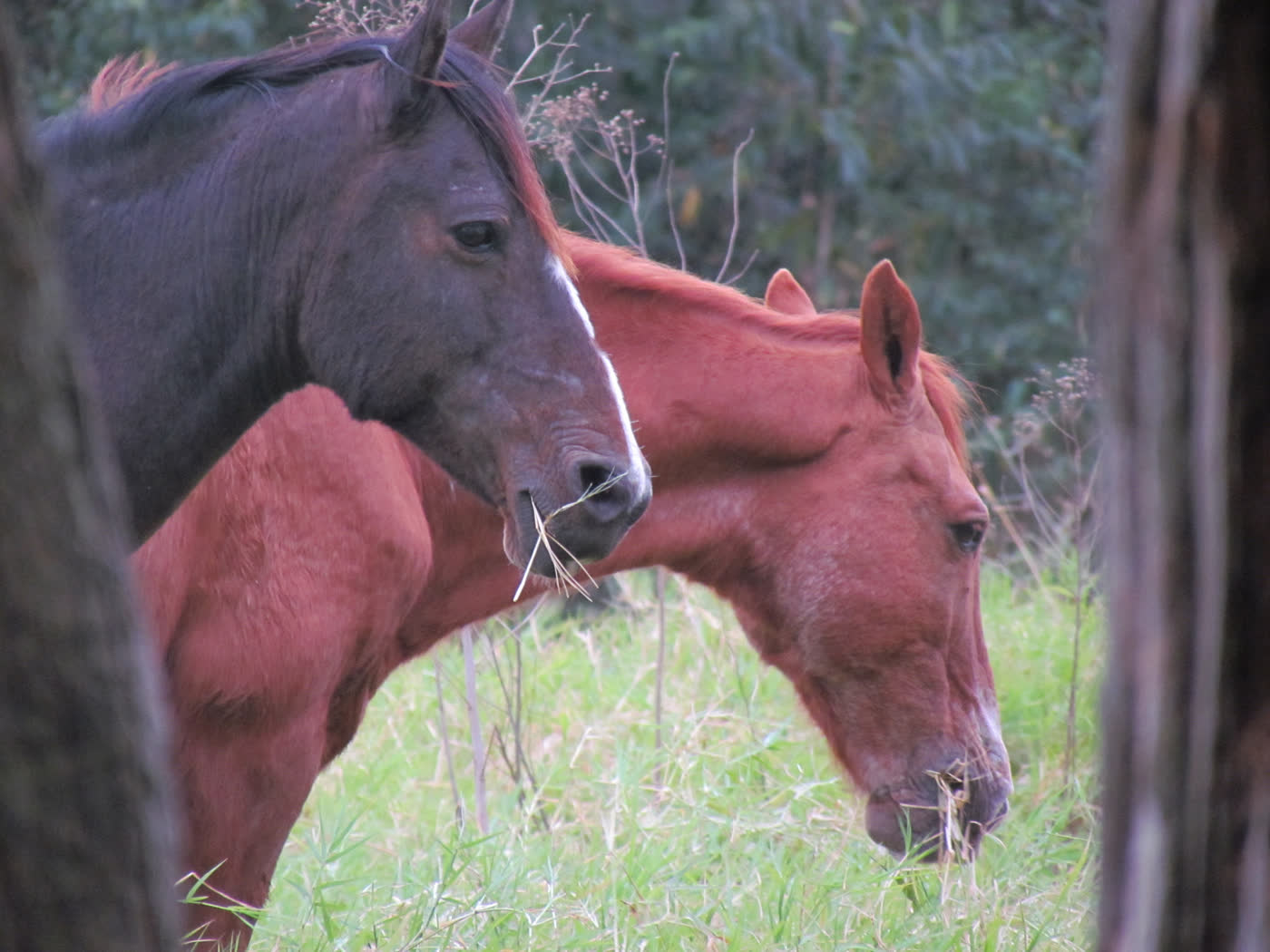 Two horses in a pasture, the kind of barns we deliver hay to